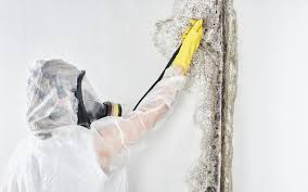 Best Water Damage & Mold Remediation  in South Amherst, OH